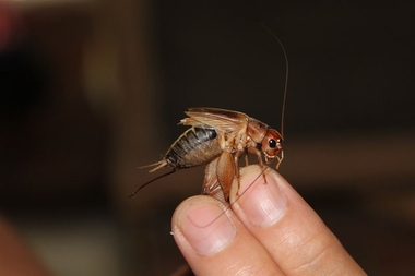 El valor proteico de los insectos no es comparable al de animales mayores, destaca un experto del Infanta Cristina