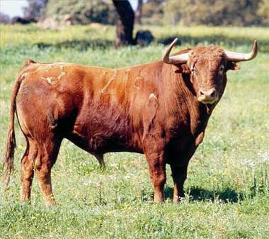 La hipocresía antitaurina