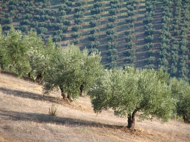 Apag Extremadura Asaja considera positiva la campaña de aceituna de verdeo, con más producción y precios más altos