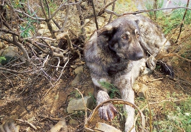 UPA, COAG y Asaja piden que los partidos voten contra una iniciativa del PP sobre recogida de subproductos animales
