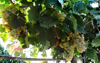 Cicytex participa en un proyecto de investigación para mejorar las producciones y calidad de los vinos blancos españoles