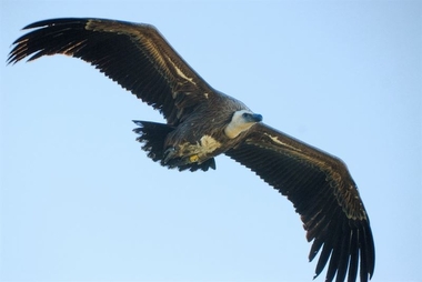 SEO/BirdLife pide fomentar el abandono de reses muertas en el campo para alimentar buitres, alimoches y quebrantahuesos