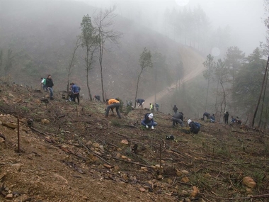 El proyecto 'Plantabosques', seleccionado para los III Premios al Voluntariado Universitario
