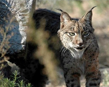 La Comisión del Lince Ibérico aprueba la suelta de ejemplares en Valle de Matachel y busca nuevas zonas en Extremadura