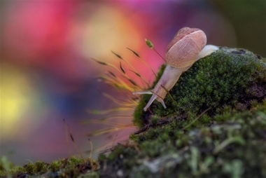 El Ateneo de Cáceres muestra las obras finalistas de un concurso fotográfico sobre naturaleza