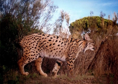 WWF se reúne este jueves con Fomento para repasar las intervenciones dirigidas a evitar el atropello de linces