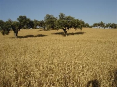 APAG Extremadura Asaja recoge firmas para pedir a la Junta que actúe contra los 'graves problemas' del cereal