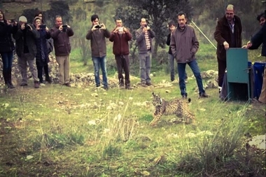 Extremadura cuenta ya con 23 linces ibéricos en libertad tras la suelta este miércoles de nuevos ejemplares