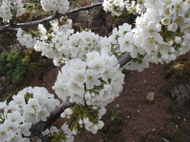 La floración en el Valle del Jerte anuncia la primavera y las mejores cerezas