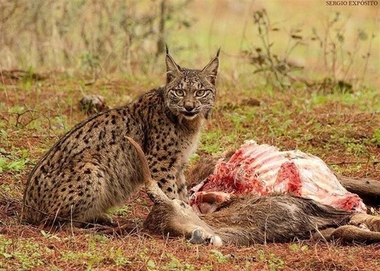 WWF celebra las cifras 