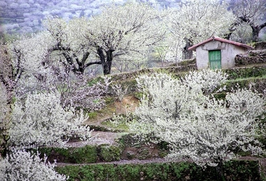 Las zonas más cálidas del Valle del Jerte alcanzarán el fin de semana el 'punto álgido' de floración de cerezo