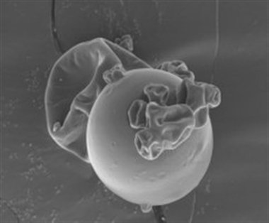 Investigadores de la UEx desarrollan microcápsulas de ácidos grasos omega-3 para enriquecer los productos cárnicos