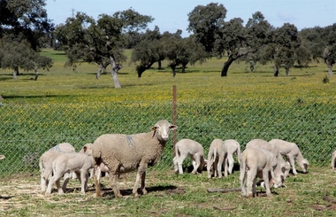 La Zarza celebra su feria ganadera con la subasta de 52 ovejas de 'pura raza' merina de la Diputación de Badajoz