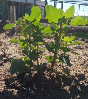 Cicytex estudiará la viabilidad de cultivar quinoa en Extremadura