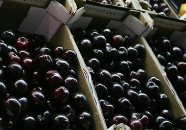 La Mesa Sectorial de la Cereza en España rechaza el uso del dimetoato como insecticida