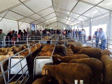 Las subastas en las ferias ganaderas de La Zarza y Puebla de Alcocer generan 12.650 euros de remate final