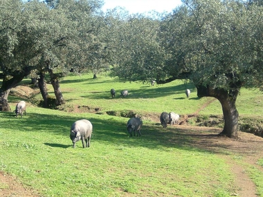 UPA-UCE achaca a la Norma de Calidad la recuperación del porcino ibérico como sector estratégico en Extremadura