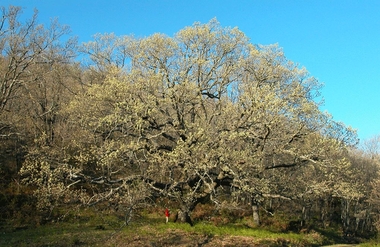Réquiem por un roble centenario extremeño