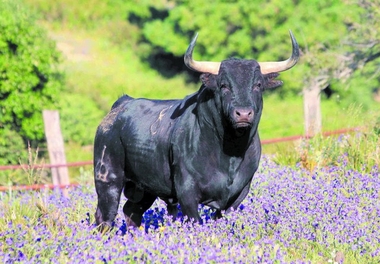 Comienza la  primavera