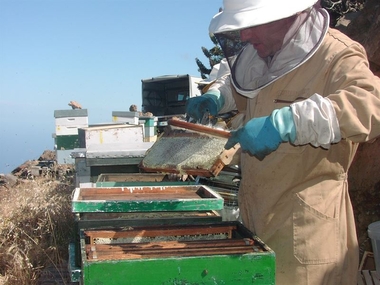 APAEX cifra en un 60% el descenso de producción de miel en Extremadura por las 'anómalas' condiciones climatológicas
