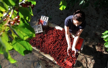 El Valle del Jerte celebra dos meses de actividades en torno a la cereza