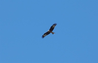 El sisón y el milano real entran en el Catálogo Regional de Especies Amenazadas de Extremadura