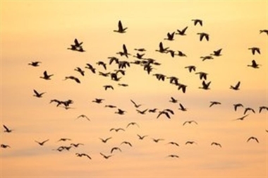 Extremadura promociona sus recursos turísticos y ornitológicos en la Feria 'Madbird' de Madrid