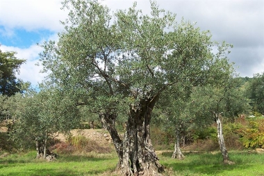 La Junta pedirá al Magrama que el olivar de bajo rendimiento y el caprino dispongan de ayudas asociadas de la PAC