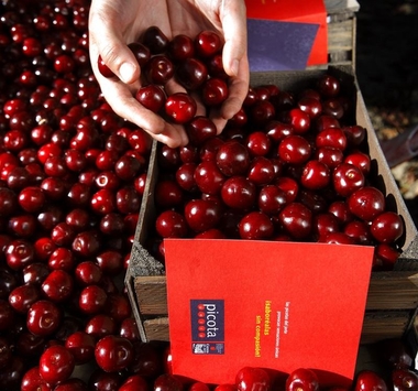 Las primeras Picotas del Jerte con DOP salen al mercado