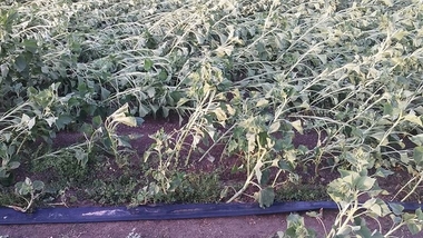 La Unión de Extremadura cifra en tres millones de euros las pérdidas en el campo regional por las tormentas de aire