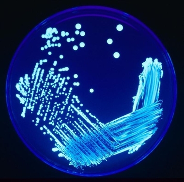 El Ayuntamiento de Mérida realizará un tratamiento de choque contra la legionella en el servicio de microclima