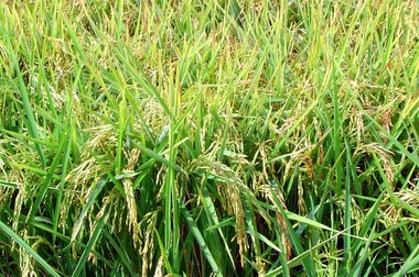 Más de 24.000 hectáreas de arroz de Extremadura será tratado contra la plaga de la pudenta