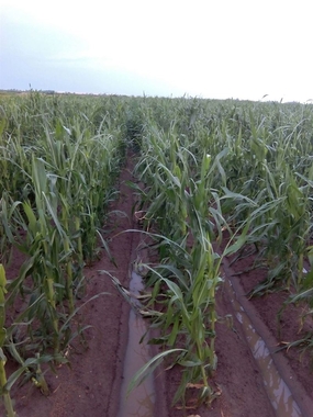 La Unión Extremadura solicita ayudas urgentes para paliar los 