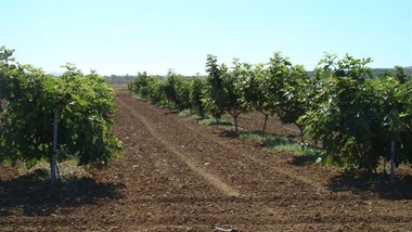 Una tesis doctoral extremeña evalúa variedades comerciales de higos y brevas para su consumo en fresco