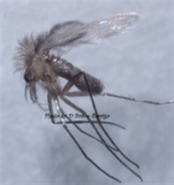 Un grupo de investigadores de la UEx detecta una especie de Leishmania no descrita antes en España