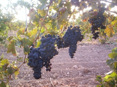﻿La Interprofesional del vino realizará actuaciones para recuperar el consumo nacional