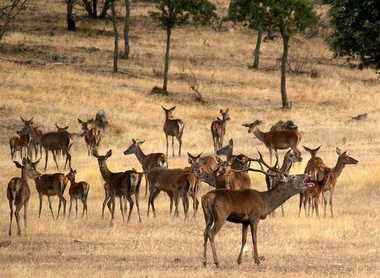 La Reserva de Caza de Cíjara recibe la etiqueta de calidad 'Wildlife Estates' por su valor como coto faunístico