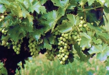 APAG Extremadura Asaja estima que la producción de uva en esta campaña va a ser un 15% menor que la del pasado año
