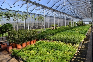 El vivero de la Diputación de Badajoz suministra plantas florales a más de 160 municipios de la provincia