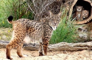 Más de 30 linces ha nacido en 2016 en la Península Ibérica tras reintroducir 10 hembras hace dos años