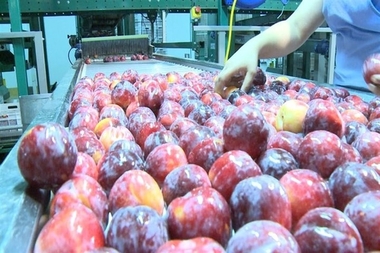 Los productores de fruta de hueso extremeña reclaman mejoras en logística tras lograr la apertura del mercado chino