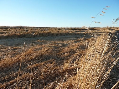 La rastrojera