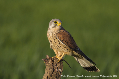 El Birding de La Comarca Miajadas-Trujillo estará presente un año más en la Bird Fair de Inglaterra