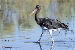 Liberada una cigüeña negra tras un año de recuperación en el Hospital de Fauna Salvaje de Amus