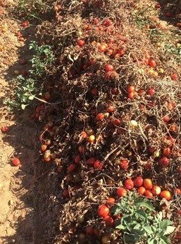 Las indemnizaciones de Agroseguro por las tormentas de julio en Extremadura llegarán la próxima semana, según UPA-UCE