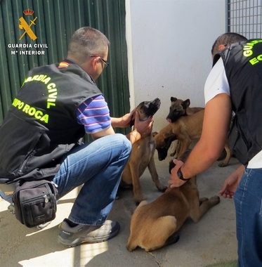 Instruyen diligencias a un hombre de Villafranca por intentar eludir que le investigaran por maltrato animal