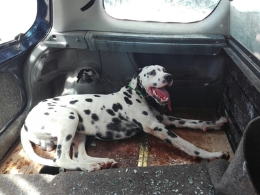 La Policía Local de Badajoz rescata un perro encerrado en un coche en el aparcamiento de un centro comercial