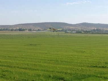 Comienza la campaña contra la pudenta en las 24.000 hectáreas dedicadas al arroz en Extremadura