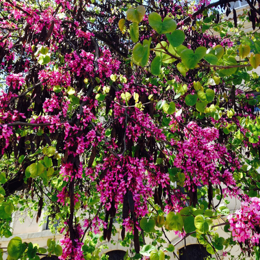 Flores rotas