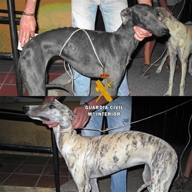 La Guardia Civil sorprende a dos'conocidos delincuentes' cuando llevaban tres galgos sustraídos en Berlanga